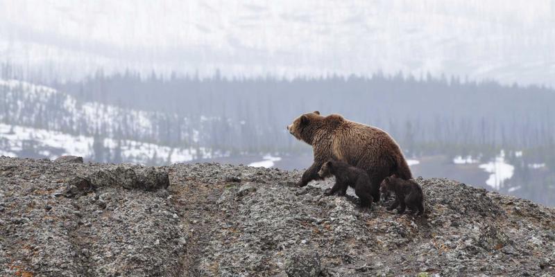 IPv6迁移全攻略：从XLTC CG视角看为什么要升级及如何平稳过渡